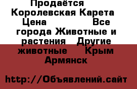 Продаётся!     Королевская Карета › Цена ­ 300 000 - Все города Животные и растения » Другие животные   . Крым,Армянск